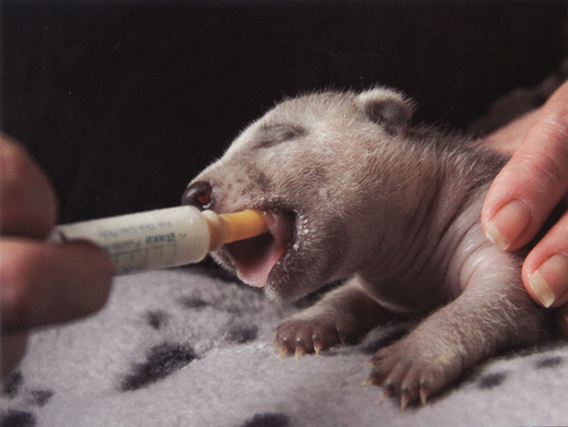 Badger Cub Feeding Time!