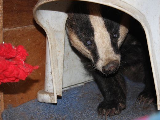 Bed and Breakfast Brock!