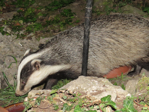 Badger looking for food