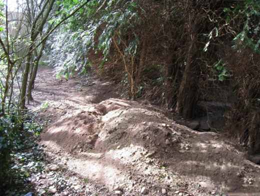 A typical woodland Badger Sett