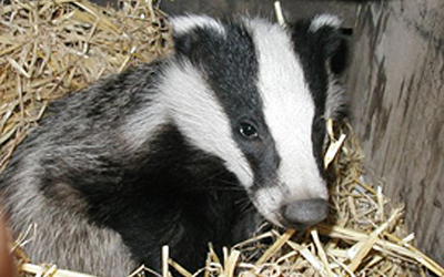 Badger Welfare