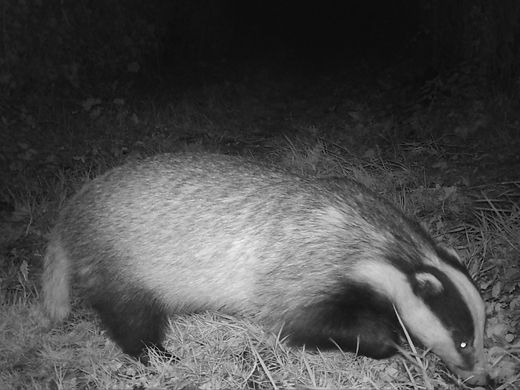 Badger