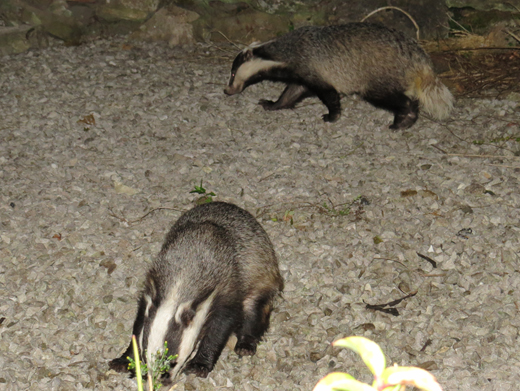 Badgers in the garden