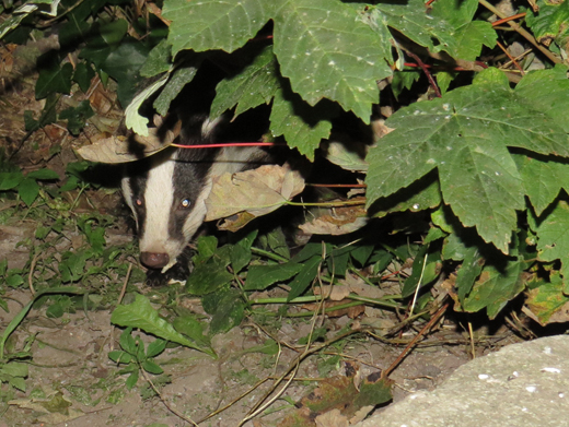 Badger appearing from the bushes
