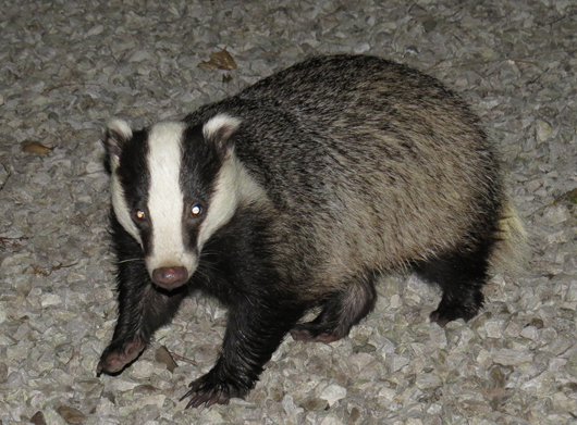Badger