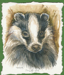 Clwyd Badger Group Gallery