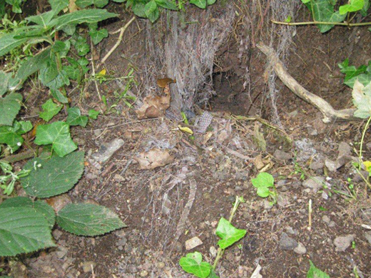 Badger Sett Conway