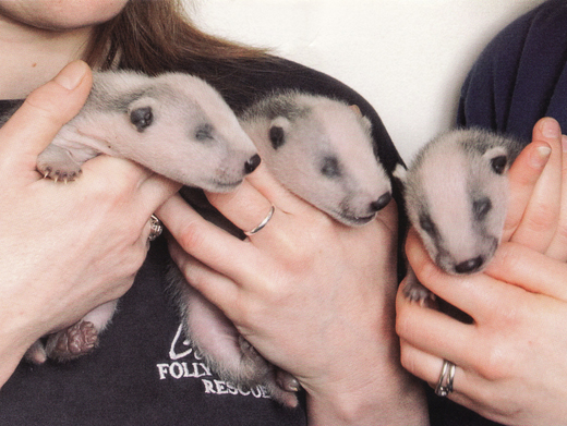 Bringing up Badger Babies!