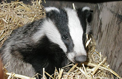 Rescued Badger Cub